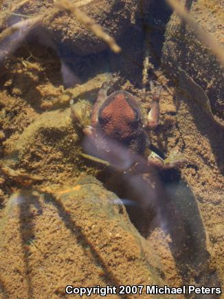 Sierran Treefrog (Pseudacris sierra)