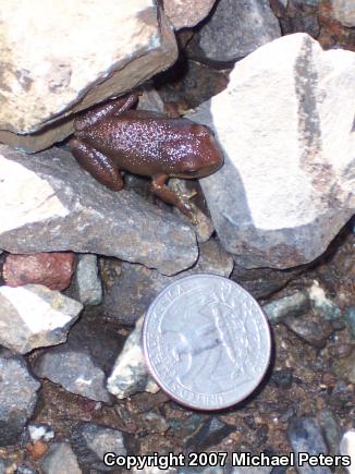 Sierran Treefrog (Pseudacris sierra)