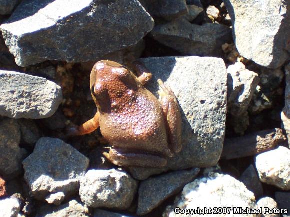 Sierran Treefrog (Pseudacris sierra)