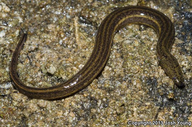 Everglades Dwarf Siren (Pseudobranchus axanthus belli)