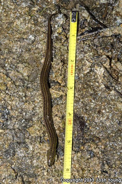 Everglades Dwarf Siren (Pseudobranchus axanthus belli)