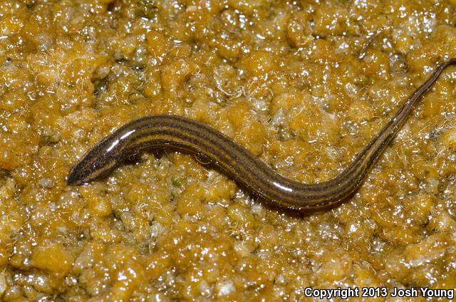 Everglades Dwarf Siren (Pseudobranchus axanthus belli)