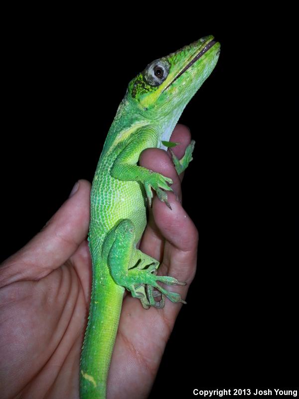 Western Knight Anole (Anolis equestris equestris)