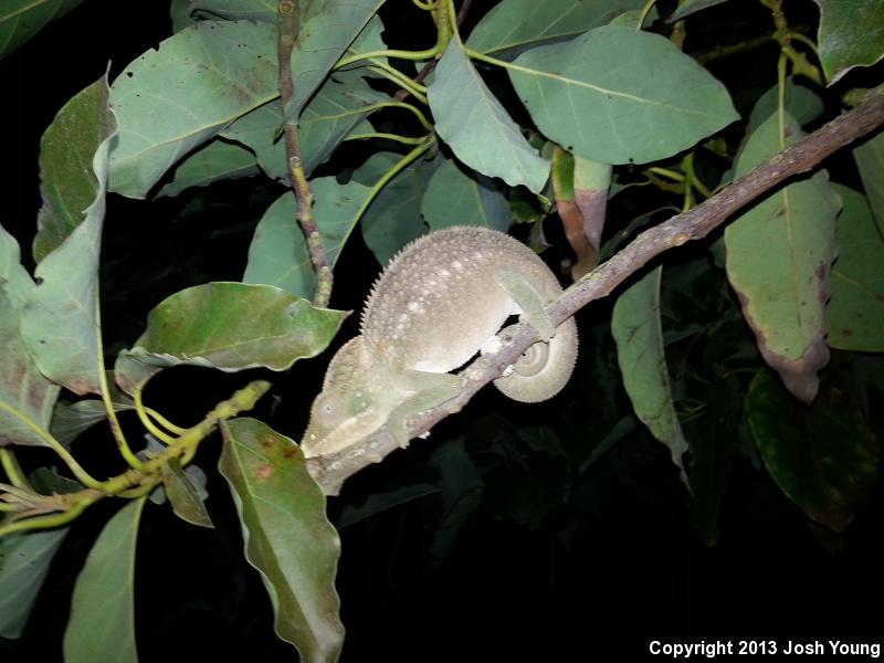 Oustalet's Chameleon (Furcifer oustaleti)