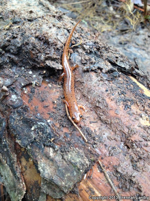 Mud Salamander (Pseudotriton montanus)