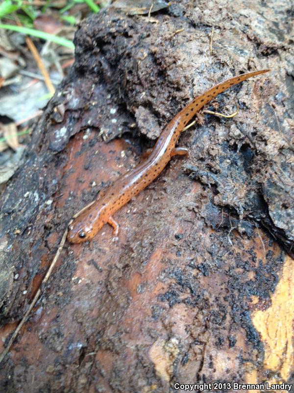 Mud Salamander (Pseudotriton montanus)