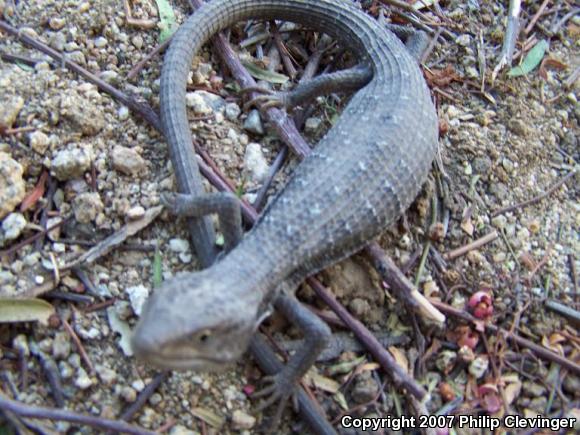 San Diego Alligator Lizard (Elgaria multicarinata webbii)