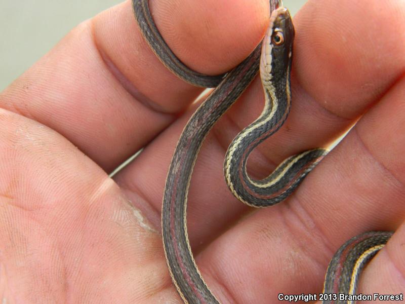 Red-striped Ribbonsnake (Thamnophis proximus rubrilineatus)