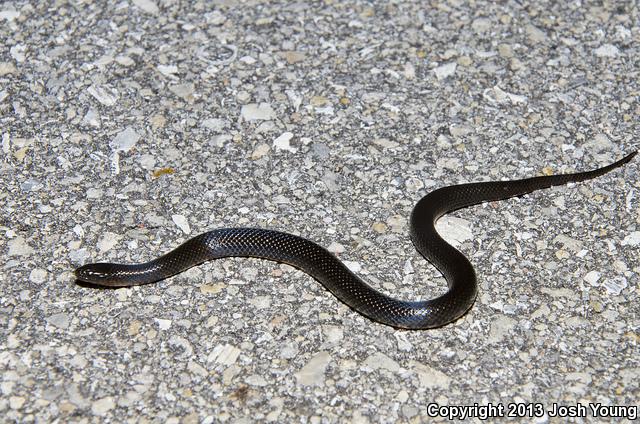 South Florida Swampsnake (Seminatrix pygaea cyclas)