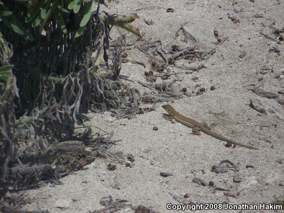 Brownback Yucatecan Racerunner (Aspidoscelis cozumelae cozumelae)