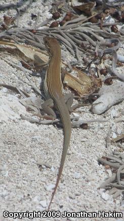 Brownback Yucatecan Racerunner (Aspidoscelis cozumelae cozumelae)