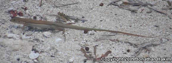 Brownback Yucatecan Racerunner (Aspidoscelis cozumelae cozumelae)