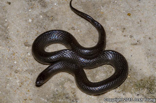 South Florida Swampsnake (Seminatrix pygaea cyclas)