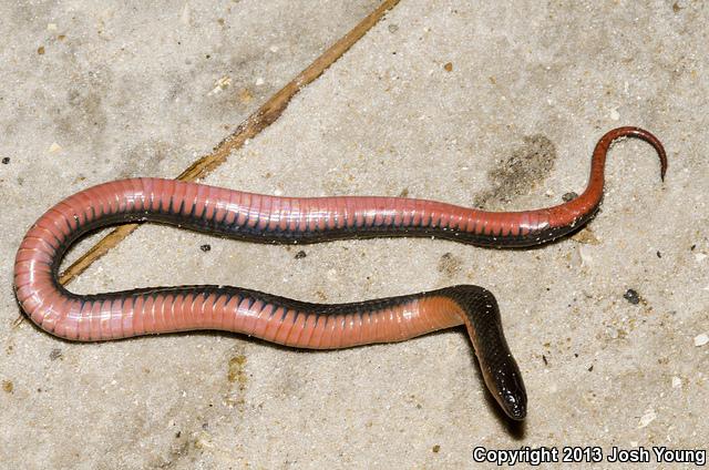 South Florida Swampsnake (Seminatrix pygaea cyclas)