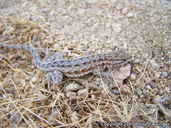 Western Side-blotched Lizard (Uta stansburiana elegans)