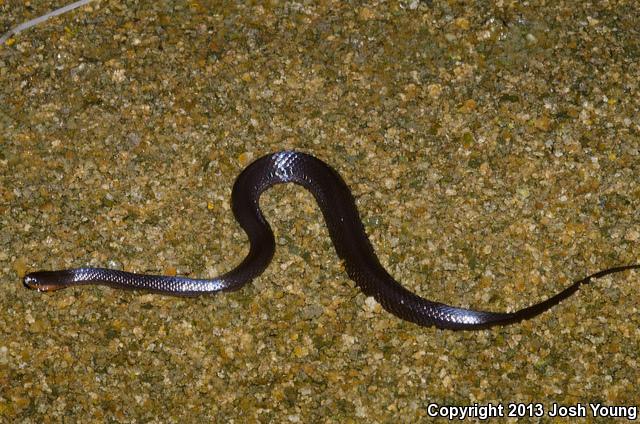 South Florida Swampsnake (Seminatrix pygaea cyclas)