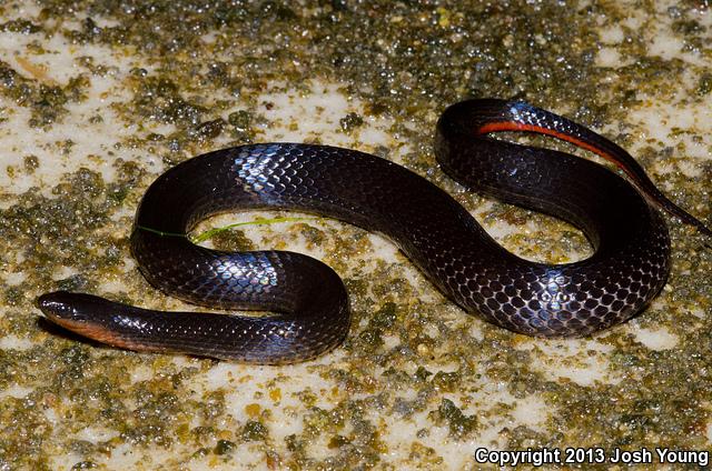 South Florida Swampsnake (Seminatrix pygaea cyclas)