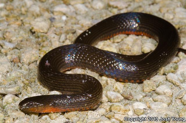 South Florida Swampsnake (Seminatrix pygaea cyclas)