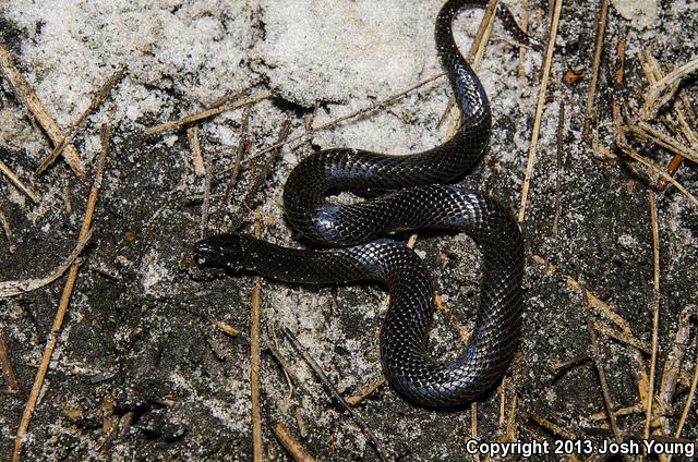 South Florida Swampsnake (Seminatrix pygaea cyclas)