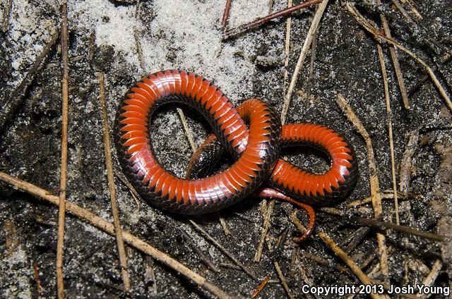 South Florida Swampsnake (Seminatrix pygaea cyclas)