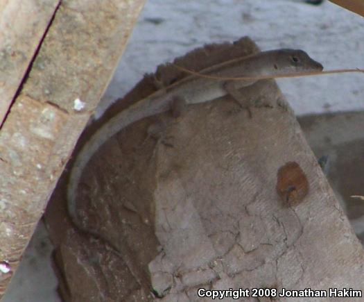 Silky Anole (Anolis sericeus)