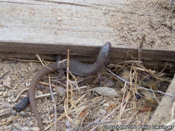 Desert Night Lizard (Xantusia vigilis vigilis)