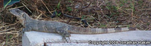 Gray's Spiny-tailed Iguana (Ctenosaura similis similis)