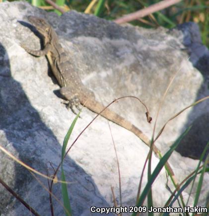 Gray's Spiny-tailed Iguana (Ctenosaura similis similis)