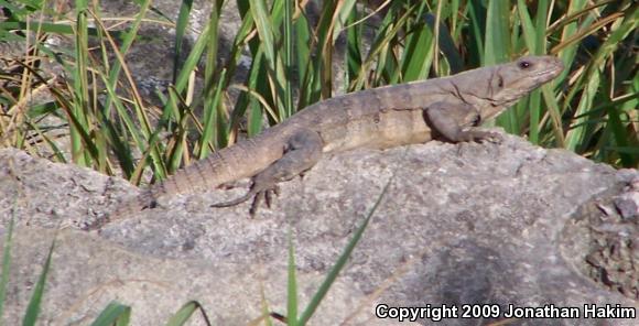 Gray's Spiny-tailed Iguana (Ctenosaura similis similis)