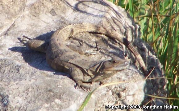 Gray's Spiny-tailed Iguana (Ctenosaura similis similis)