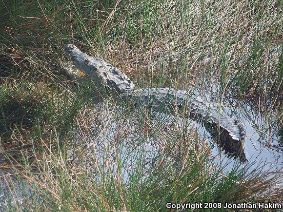 Morelet's Crocodile (Crocodylus moreletii)