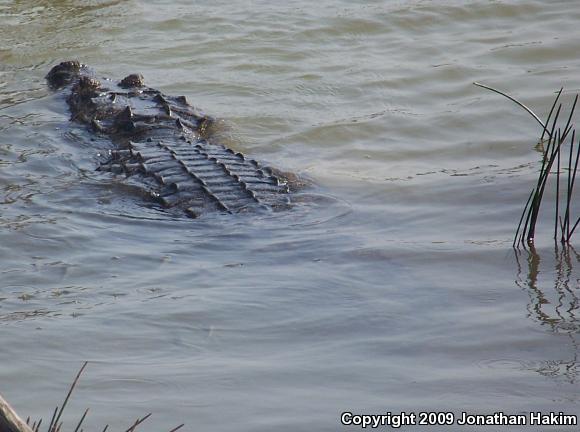 Morelet's Crocodile (Crocodylus moreletii)