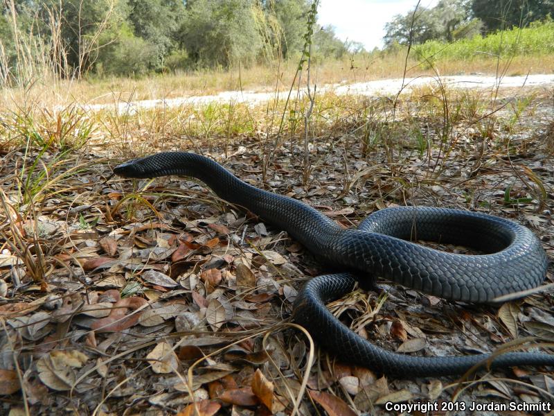 Eastern Indigo Snake (Drymarchon couperi)