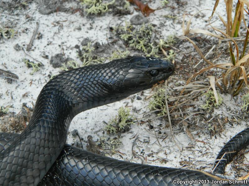 Eastern Indigo Snake (Drymarchon couperi)