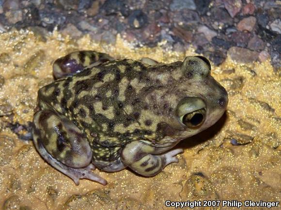 Couch's Spadefoot (Scaphiopus couchii)