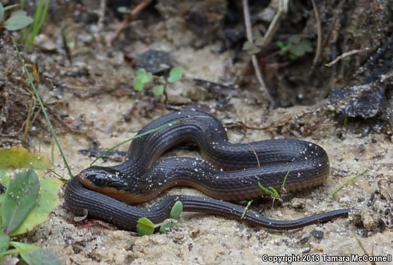 Gulf Crayfish Snake (Regina rigida sinicola)