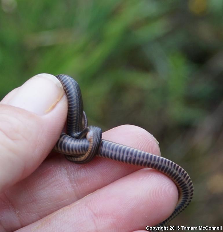 Gulf Crayfish Snake (Regina rigida sinicola)