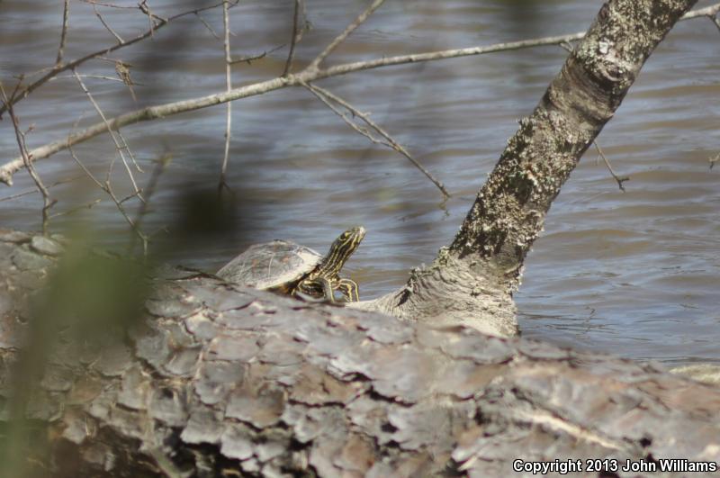 Ringed Map Turtle (Graptemys oculifera)