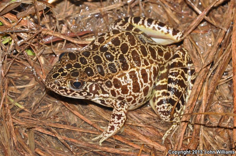 Southern Crawfish Frog (Lithobates areolatus areolatus)