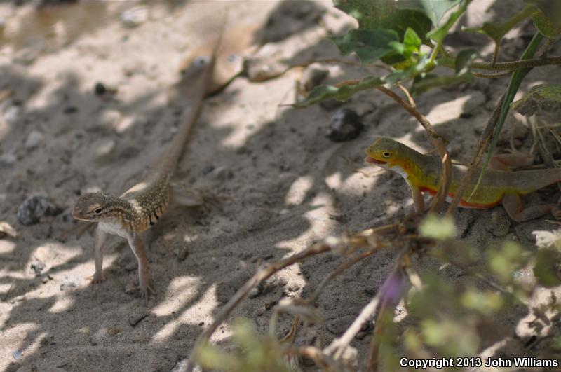 Keeled Earless Lizard (Holbrookia propinqua)