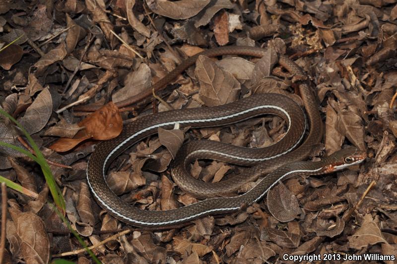 Schott's Whipsnake (Coluber schotti schotti)