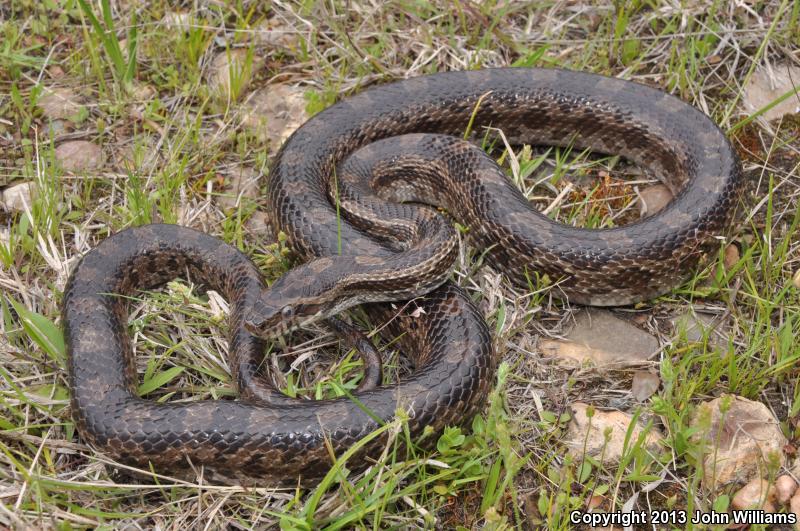 Slowinski's Cornsnake (Pantherophis slowinskii)