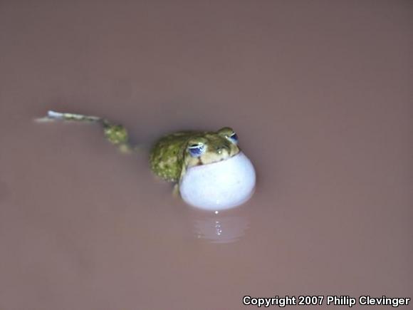 Couch's Spadefoot (Scaphiopus couchii)