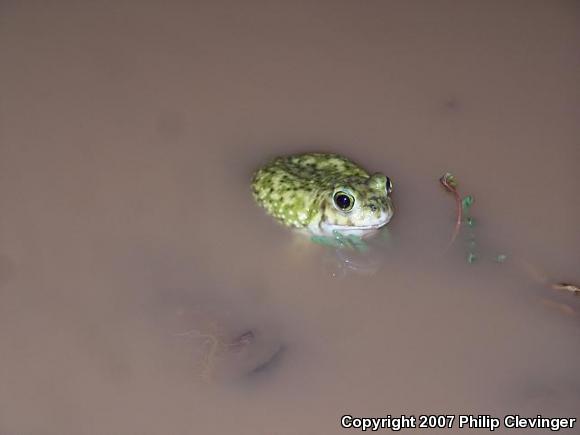 Couch's Spadefoot (Scaphiopus couchii)