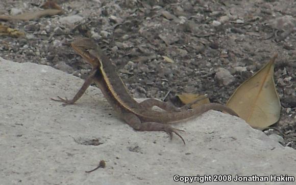 Yellow-spotted Spiny Lizard (Sceloporus chrysostictus)