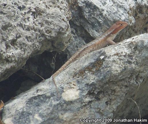 Yellow-spotted Spiny Lizard (Sceloporus chrysostictus)