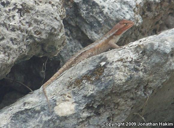 Yellow-spotted Spiny Lizard (Sceloporus chrysostictus)