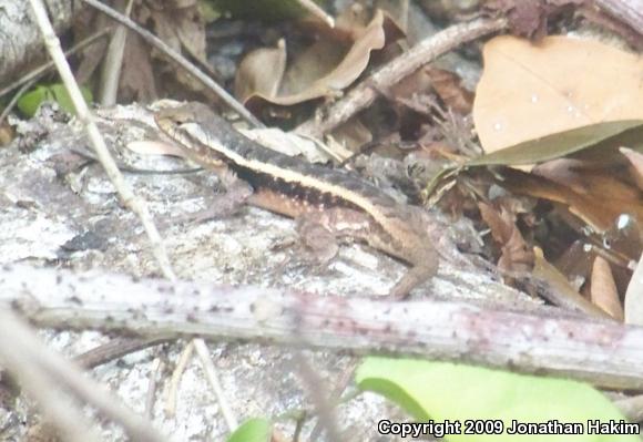 Yellow-spotted Spiny Lizard (Sceloporus chrysostictus)