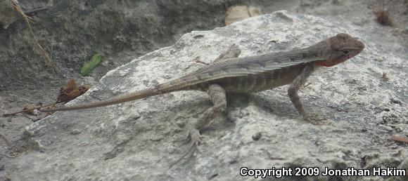 Yellow-spotted Spiny Lizard (Sceloporus chrysostictus)