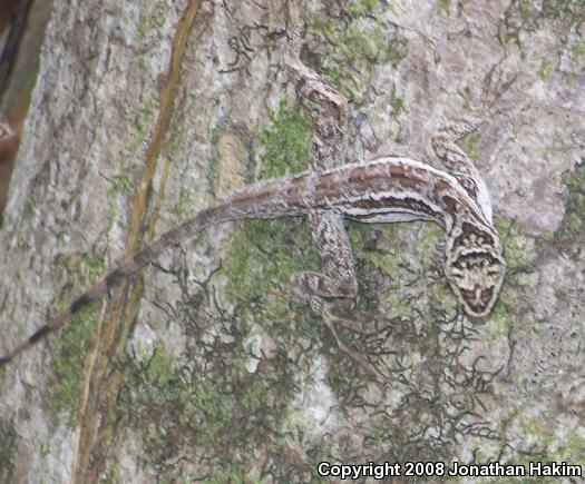 Bourgeae's Ghost Anole (Anolis lemurinus bourgeaei)